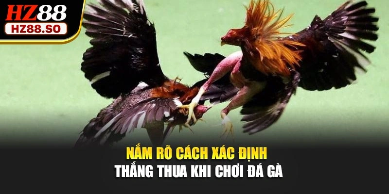 Nắm rõ cách xác định thắng thua khi chơi đá gà